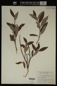 Image Associated With the Occurrence