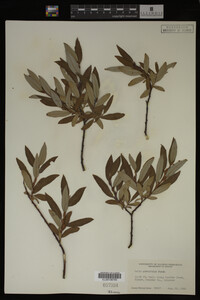 Image Associated With the Occurrence