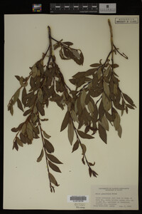 Image Associated With the Occurrence
