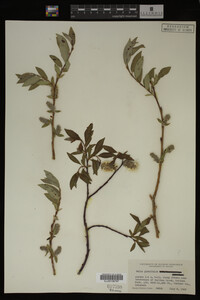 Image Associated With the Occurrence