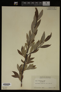 Image Associated With the Occurrence