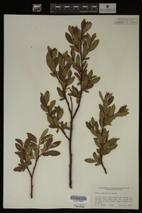 Image Associated With the Occurrence
