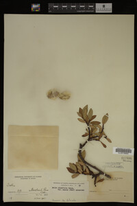 Image Associated With the Occurrence