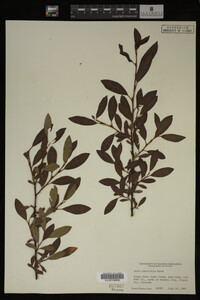 Image Associated With the Occurrence
