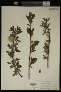Image Associated With the Occurrence