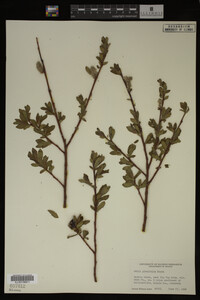 Image Associated With the Occurrence