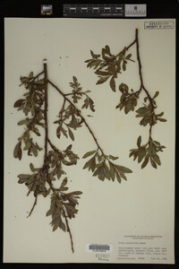 Image Associated With the Occurrence