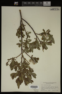 Image Associated With the Occurrence