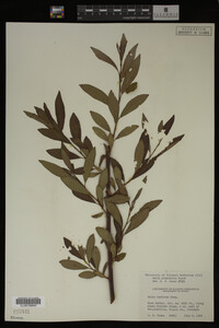 Image Associated With the Occurrence