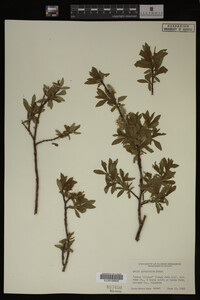 Image Associated With the Occurrence