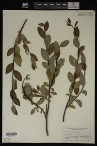 Image Associated With the Occurrence