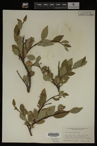 Image Associated With the Occurrence