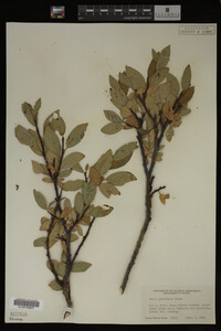Image Associated With the Occurrence