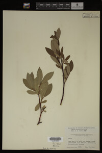Image Associated With the Occurrence