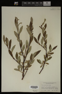 Image Associated With the Occurrence