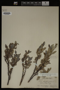 Image Associated With the Occurrence