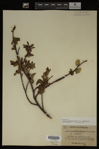 Image Associated With the Occurrence