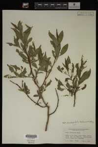 Image Associated With the Occurrence