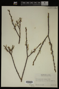 Image Associated With the Occurrence