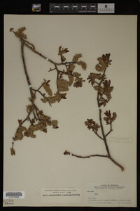 Image Associated With the Occurrence