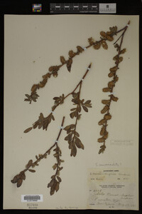 Image Associated With the Occurrence