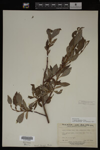 Image Associated With the Occurrence