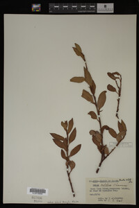 Image Associated With the Occurrence