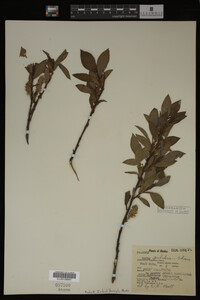 Image Associated With the Occurrence