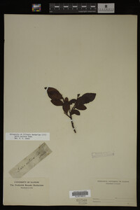 Image Associated With the Occurrence