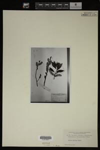 Image Associated With the Occurrence