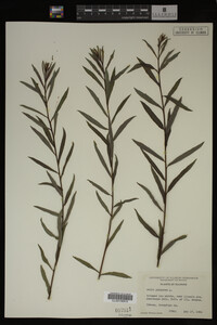 Salix purpurea image