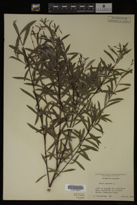 Salix purpurea image