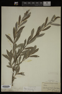 Salix purpurea image