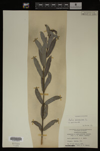 Salix purpurea image