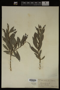 Salix purpurea image