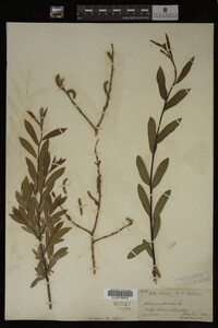 Salix purpurea image