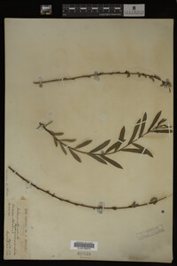 Salix purpurea image