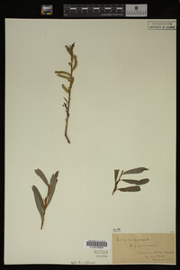 Salix purpurea image