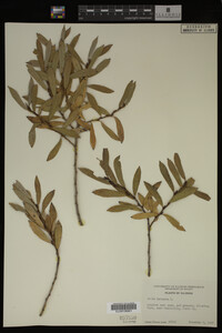 Salix purpurea image