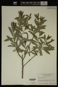 Salix purpurea image