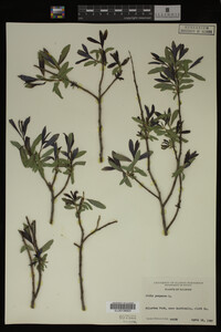 Salix purpurea image
