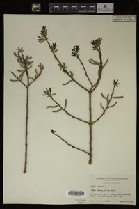 Salix purpurea image