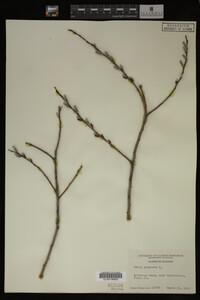 Salix purpurea image