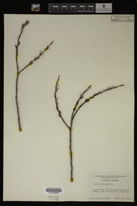 Salix purpurea image
