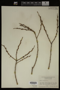 Salix purpurea image