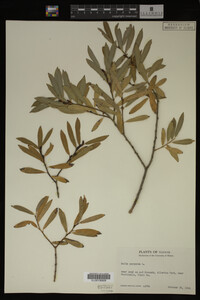 Image Associated With the Occurrence