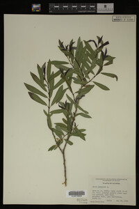 Salix purpurea image