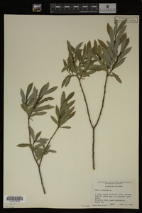Salix purpurea image