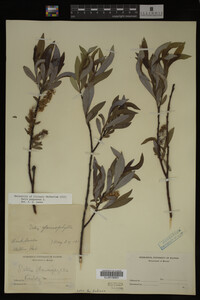 Salix purpurea image