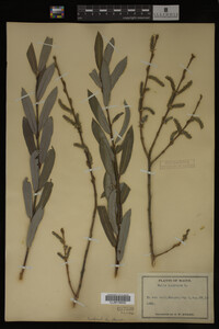 Salix purpurea image